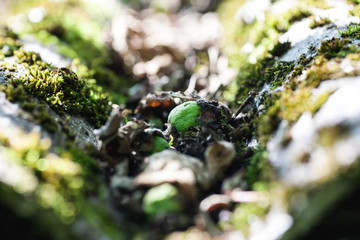 Old slate roof with moss on it