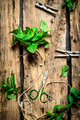 Bunches of fresh mint with scissors and clothespins.