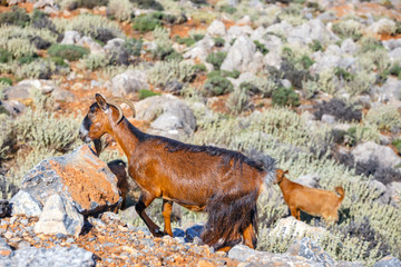 Domestic goat on Crete Island, Greece