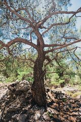 Samaria Gorge in central Crete, Greece