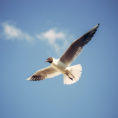 Flying seagull in the sky