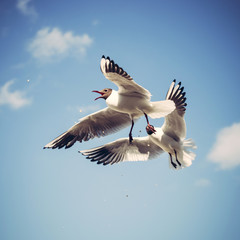 Flying seagull in the sky