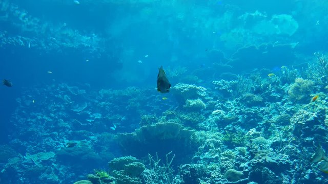 Colorful fish swim by a coral reef