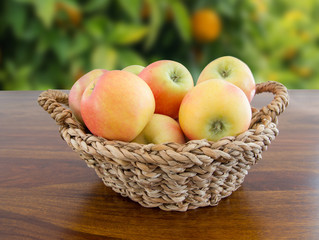 basket of apples in garden