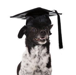 Graduated Dog Wearing Mortar Board