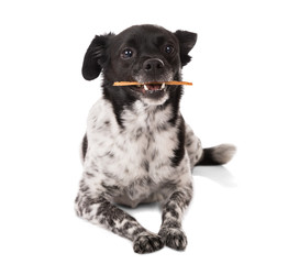 Naklejka premium Dog With A Stick In Mouth