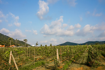 Vineyard with blue sky in Silver lake Grape Fruit Farm, Pattaya Thailand