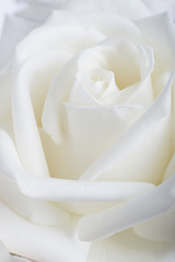 белая роза крупным планом
