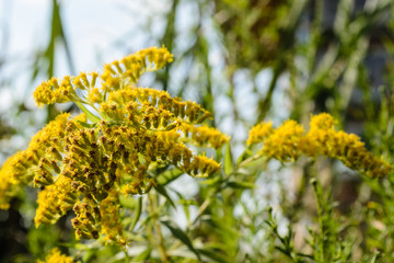 Obraz premium Yellow meadow flowers
