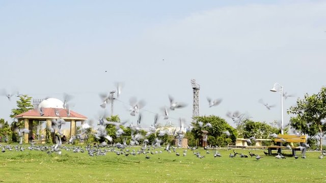 Pigeons fly away in a park