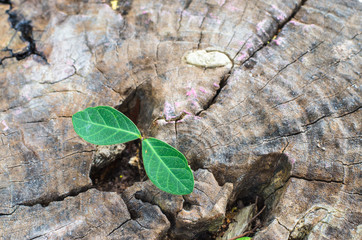 New green leaves born on old tree, textured background , nature stock photo