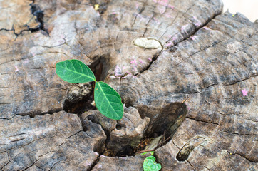 New green leaves born on old tree, textured background , nature stock photo