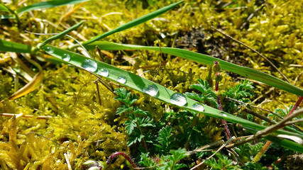 Regentropfen auf dem Blatt