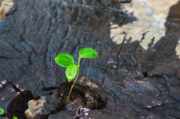 New green leaves born on old tree, textured background , nature stock photo