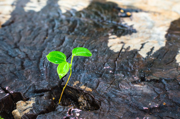 New green leaves born on old tree, textured background , nature stock photo