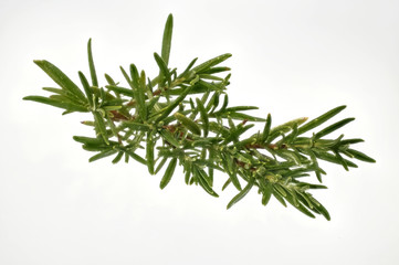 Zweig frischer Rosmarin zum Freistellen