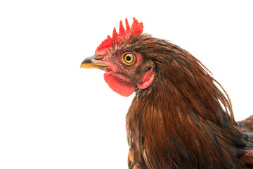 young cockerel