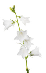 white large isolated bellflower with six blooms