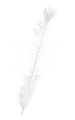 light isolated long straight peacock feather