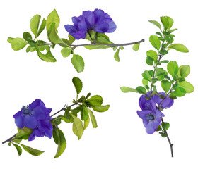 isolated purple blossoming branches set
