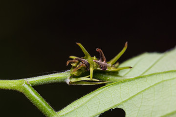 Common Onyx caterpillar