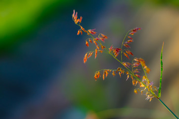 Grass flower feeling of vintage ,select focus