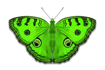 Fancy color Peacock Pansy butterflies