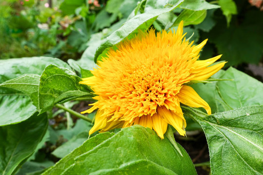 Flower of a sunflower