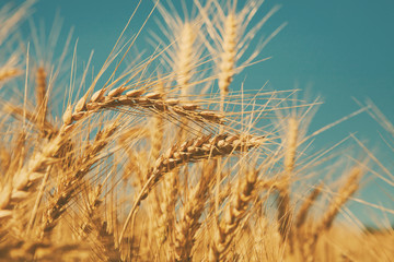 Golden wheat field, harvest and farming