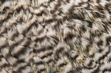 background of cock feathers