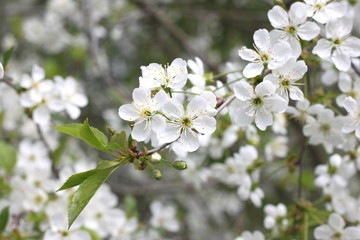 Obraz premium Spring floral background, white flowers on the branches of a cherry tree with green leaves.