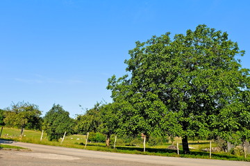 Fototapeta premium CAMPAGNE AIN