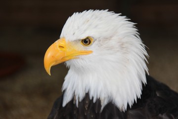 Fototapeta premium Adler