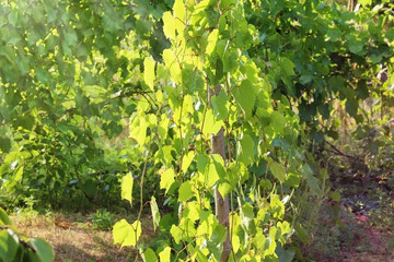 Fototapeta na wymiar Green grape bush in the garden.