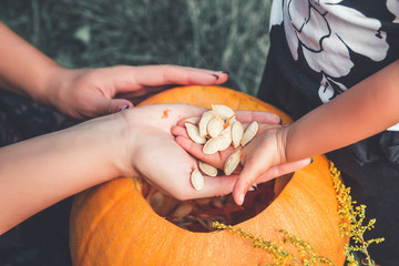 close up of woman's and child hands pulls seeds  fibrous material from  pumpkin before carving for...