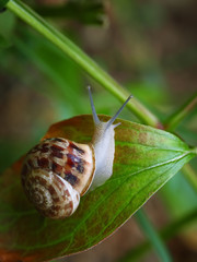 Curious snail in the garden on green leaf