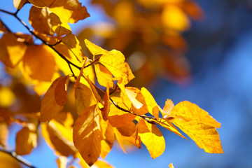 Autumn yellow leaves of poplar