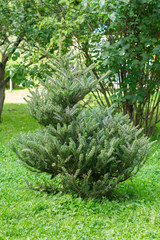 spruce tree in the garden