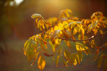 Silhouette Sun rays light between walnut branches