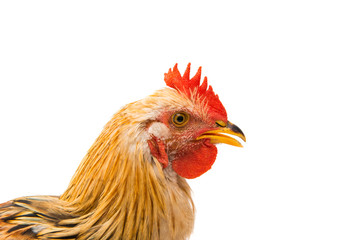 young cockerel