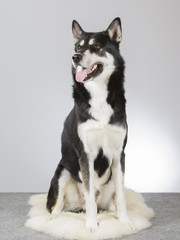 Siberian husky portrait. Image taken in a studio.