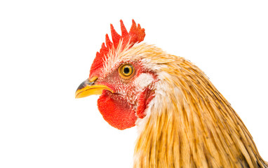 young cockerel
