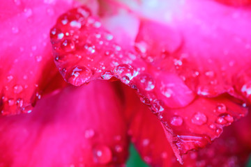 Drops of water on Azalea flowers.