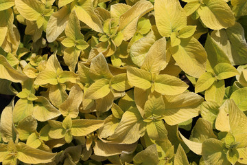 Bright beautiful background texture of a bright yellow flower leaves