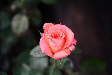 Pink Rose is beautiful in garden