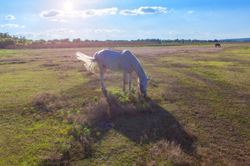 Obraz na płótnie Canvas white horse on the meadow
