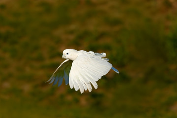 Flying white parrot. Solomons cockatoo, Cacatua ducorpsii, flying white exotic parrot, bird in the nature habitat, action scene from wild, Australia. Bird in fly. White animal from forest.