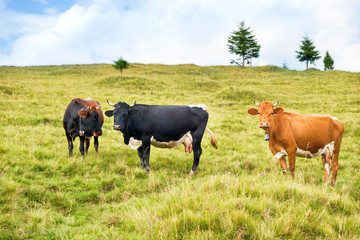 Cows on the green field