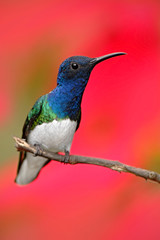 Hummingbird White-necked Jacobin, Florisuga mellivora, sitting next to beautiful red hibiscus flower with green bloom background, Tandayapa, Ecuador. Exotic tropic bird with red flower bloom.