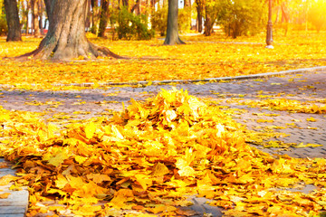 Heap of autumn yellow leaves